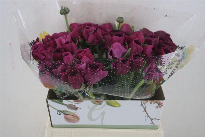 <h4>Ran Cloni Ex Renoir</h4>