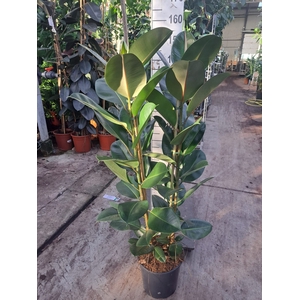 Ficus elastica 'Robusta'