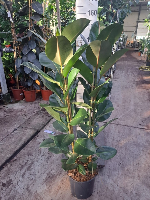 <h4>Ficus elastica 'Robusta'</h4>