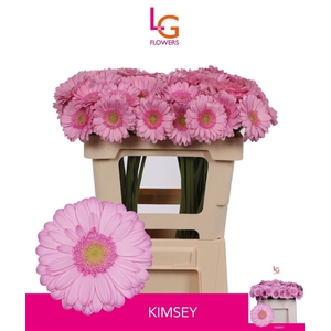 GE MI KIMSEY