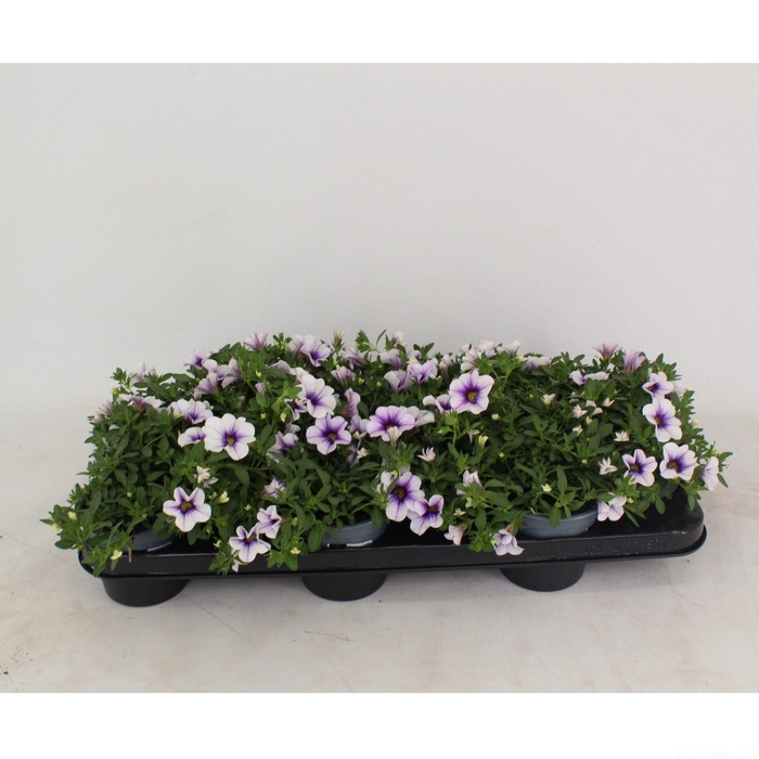 <h4>Calibrachoa Blue vein</h4>