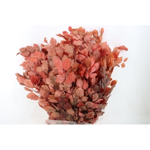 Pres Beuk Lilac P Bunch