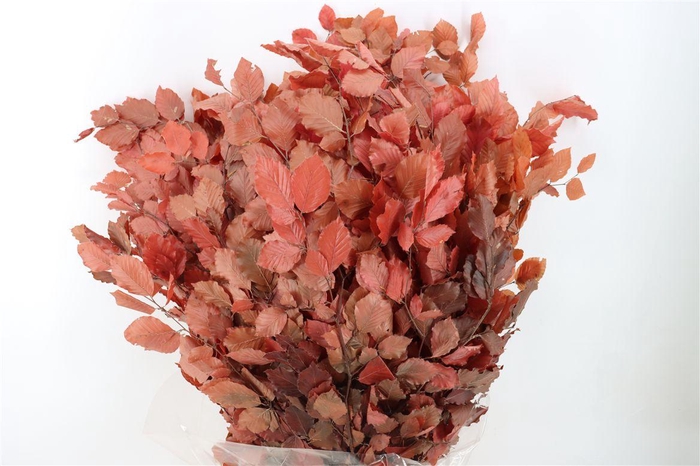 <h4>Pres Beuk Lilac P Bunch</h4>