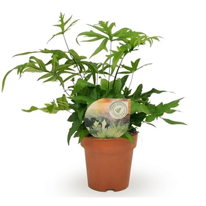 Doryopteris pedata