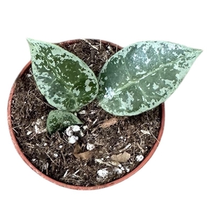 Hoya Lacunosa Snow Leopard