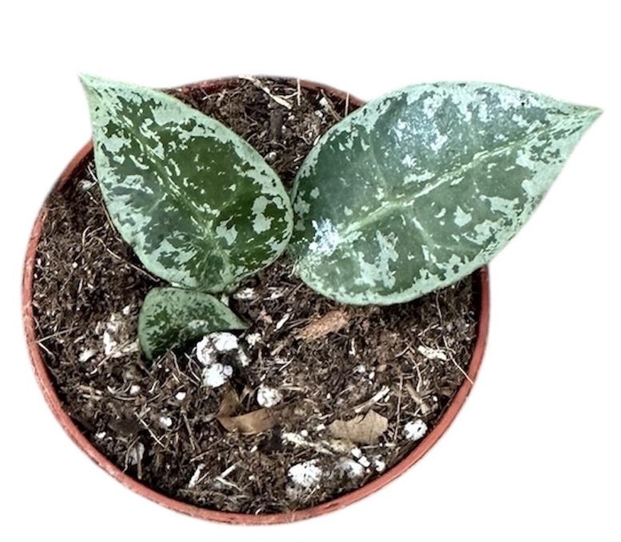 <h4>Hoya Lacunosa Snow Leopard</h4>