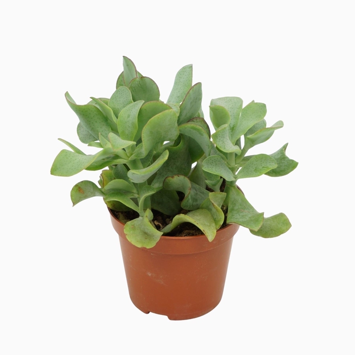 <h4>Crassula Curly</h4>