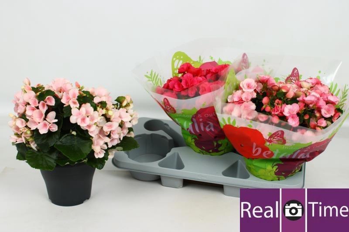 <h4>BEG EN BETULIA GEM</h4>