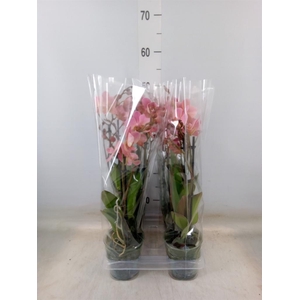 Phalaenopsis multi. 'Ant Treviso'