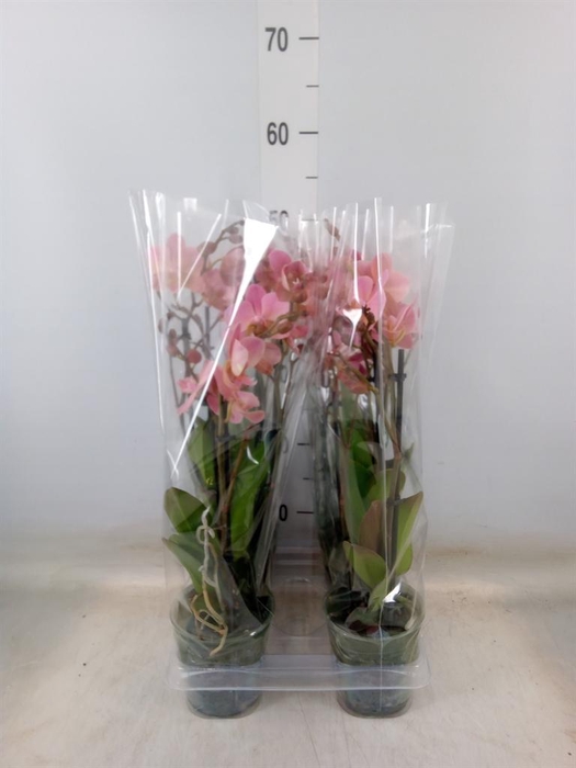 <h4>Phalaenopsis multi. 'Ant Treviso'</h4>
