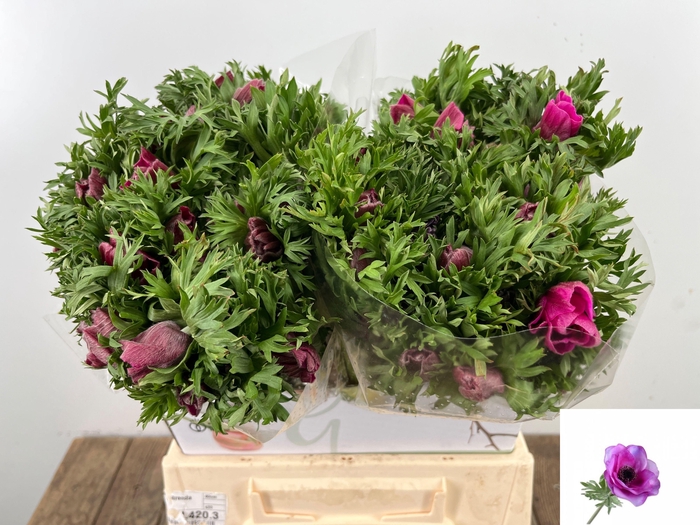 <h4>ANEM CO MAR ORCHID</h4>