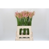 Nerine Vesta K