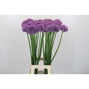 Allium Gladiator
