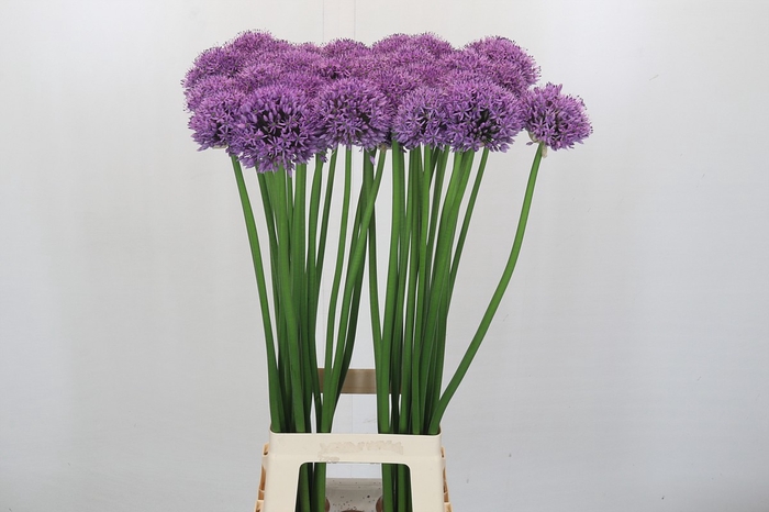 <h4>Allium Gladiator</h4>