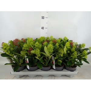 Skimmia jap.