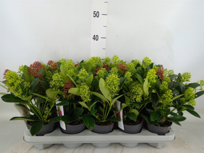 <h4>Skimmia jap.</h4>