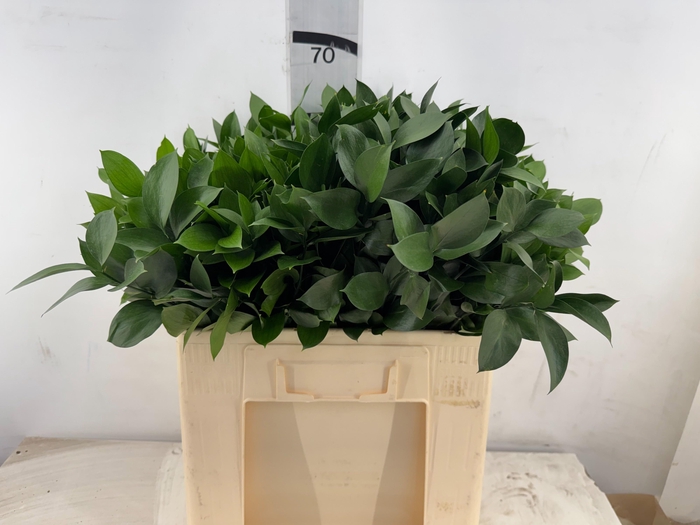 <h4>DECOGROEN OV</h4>