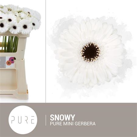Ge Mi Snowy
