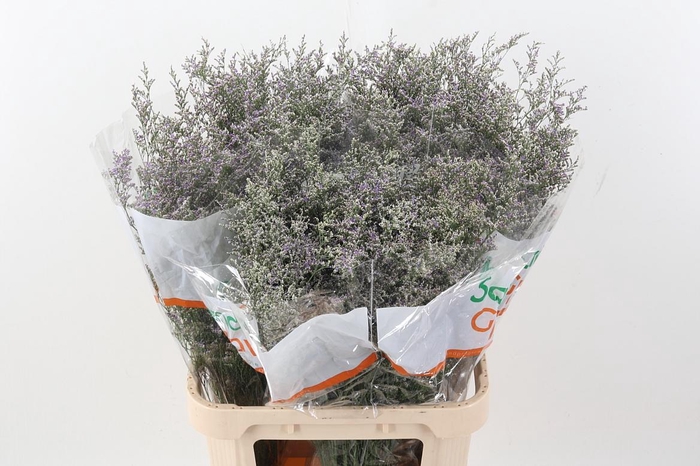 <h4>Lim Misty Blue</h4>