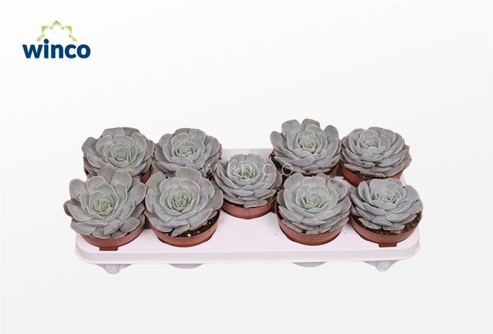 <h4>Echeveria Pollux</h4>