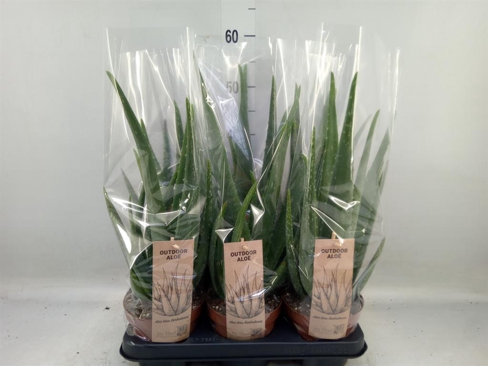<h4>Aloe vera</h4>