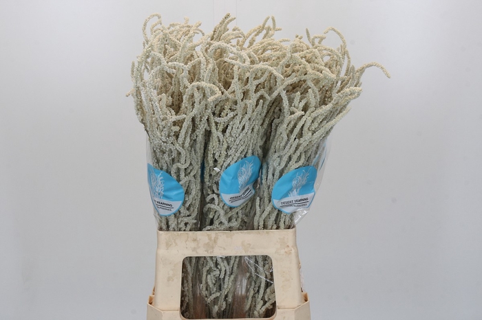 Amaranthus Yearming Desert