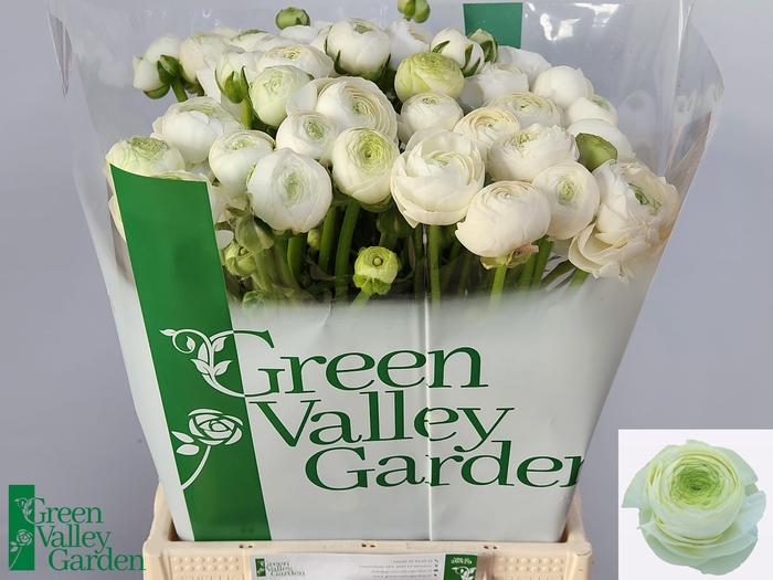 <h4>RAN AAZUR WHITE</h4>