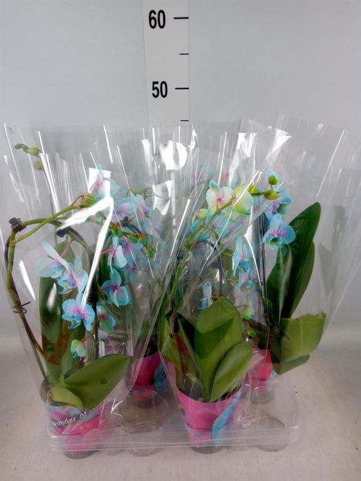 <h4>Phalaenopsis   ...</h4>