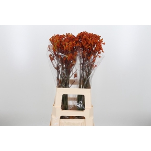 Anigozanthos Golden Girl