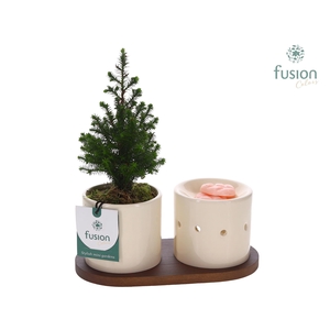 Fusion Scents keramiek Gift set plankje met Chamaecyparis