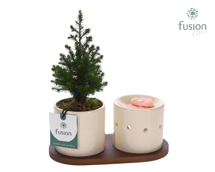 <h4>Fusion Scents keramiek Gift set plankje met Chamaecyparis</h4>