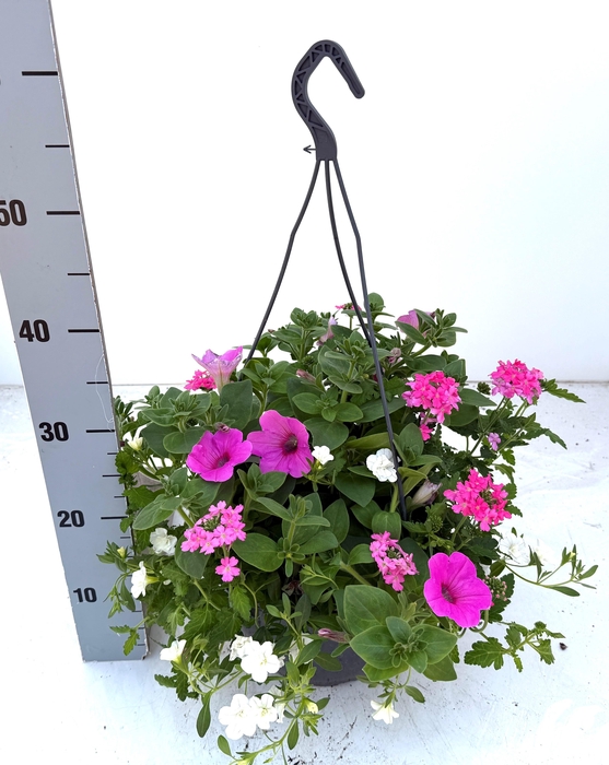 <h4>PERKPL GEM IN POT</h4>