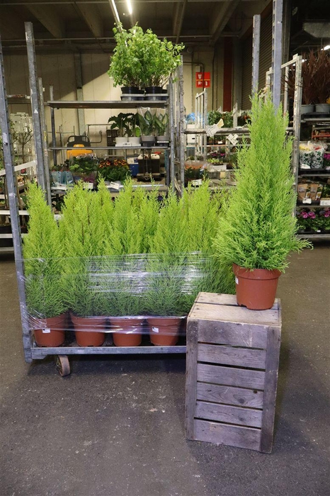 <h4>arr8 Cupr Ma Goldc Wilma</h4>