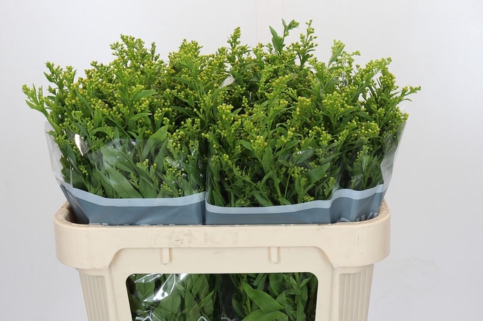 <h4>Solidago Golden Glory</h4>