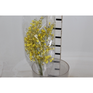 ONCIDIUM CHUVA DE OURO CORTE