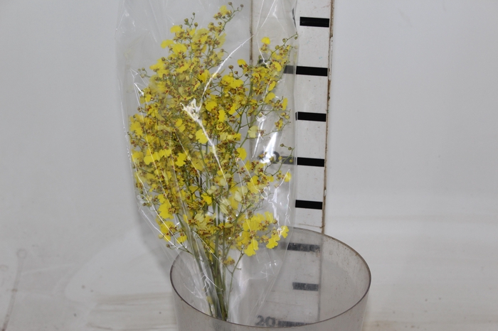 <h4>ONCIDIUM CHUVA DE OURO CORTE</h4>