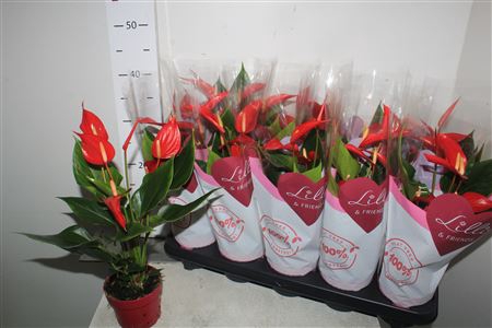 <h4>Anthu Banderola Roja 5+</h4>