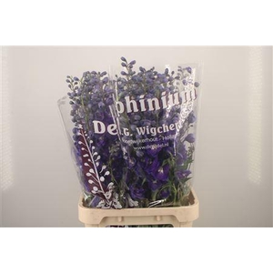 Delph El Dewi Dark Blue Smile