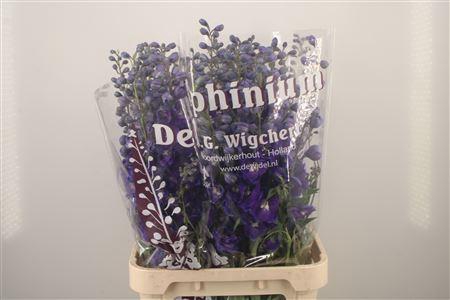 <h4>Delph El Dewi Dark Blue Smile</h4>