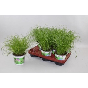 CYPER ALT ZUMULA