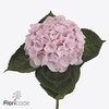 Hydrangea my beautiful matcha