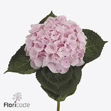 Hydrangea my beautiful matcha