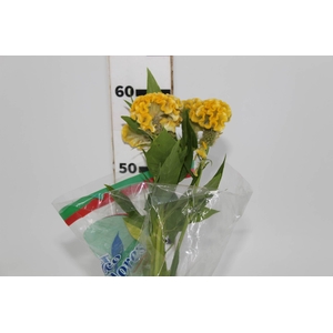 CELOSIA GOLD CHIEF 060 CM AMARELO