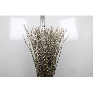 Salix Ca Snow Flake
