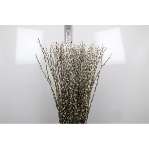 Salix Ca Snow Flake