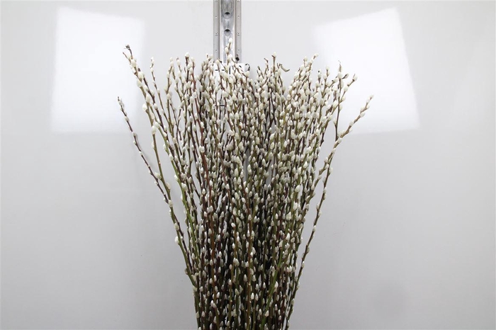 <h4>Salix Ca Snow Flake</h4>