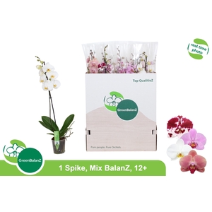 PHAL GEM