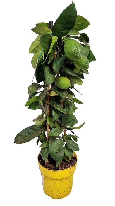 <h4>Citrus Lemon Meyeri Pyramid</h4>