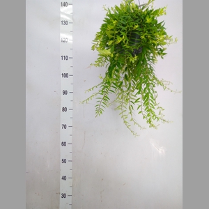Aeschynanthus  'Japhrolepis'