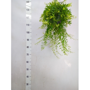 Aeschynanthus  'Japhrolepis'